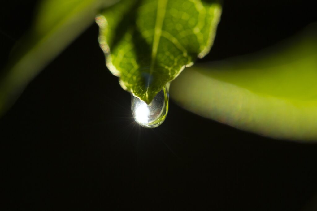 water drop on green leaf